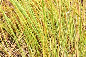 Green and yellow grass texture background with soft focus. Autumn background with yellow lush grass on the meadow. Abstract nature backdrop. Green lawn, Backyard for background