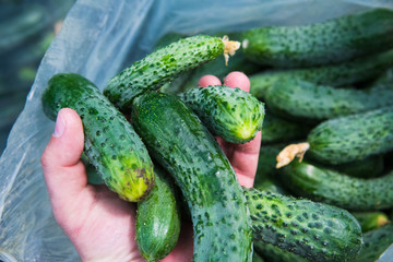Cucumber farm greenhouse