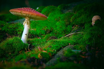 view of a toadstool mushroom. Mushroom on the left side of the fabulous scenery