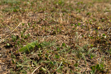 Green grasshopper hidden in the grass
