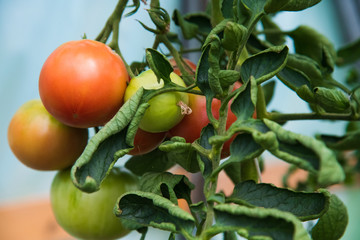 Tomato growing in greenhouse