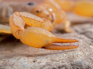 claw (pedipalp) of an Arizona stripe-tailed scorpion,  Paravaejovis spinigerus