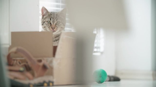 Cute kitten hiding behind a box and peek over 4K. Long static shot of the cat head in focus behind the box.