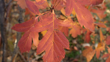 Red, bright leaves on an autumn tree close-up, on a dark background.