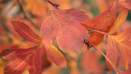 Red, autumn leaves on a branch close-up.