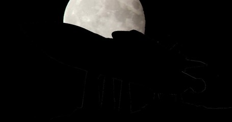 Moonrise Sunrise Sunset Silhouette Time Lapse