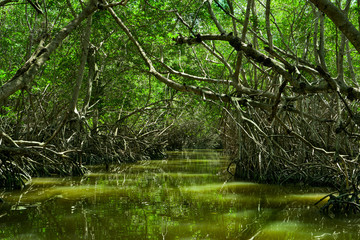 Manglares de Yucatán