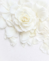 Fototapeta na wymiar Beautiful white rose and petals on white background. Ideal for greeting cards for wedding, birthday, Valentine's Day, Mother's Day