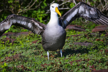 Waved albatross spreading its wings, Espanola Island, Galapagos National park, Ecuador