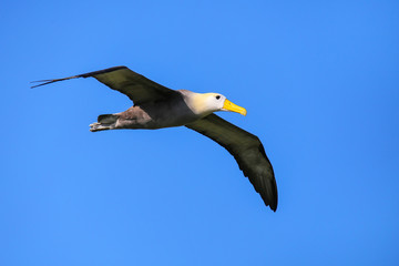 Waved albatross in flight on Espanola Island, Galapagos National park, Ecuador