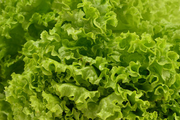 Iceberg lettuce isolated on white background.