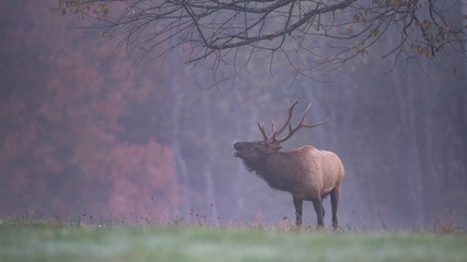 A young Bull Elk on a wet misty morning.