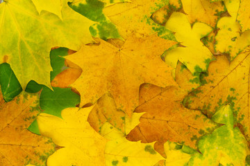 background of autumn leaves