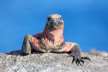 Marine iguana on Espanola Island, Galapagos National park, Ecuador