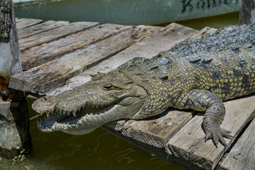 Cocodrilo en Río Lagartos