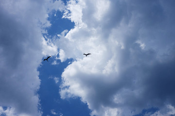 Seagull silhouette in blue sky clouds. Seagull flying in blue sky in a sunny day