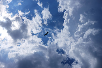 Seagull silhouette in blue sky clouds. Seagull flying in blue sky in a sunny day