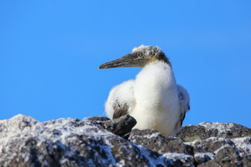Nazca booby chick on Espanola Island, Galapagos National park, Ecuador.