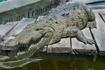 Cocodrilo en Río Lagartos