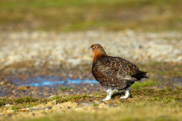 Red Grouse male heading to water.  Facing left. Blurred background. Horizontal. Space for copy.