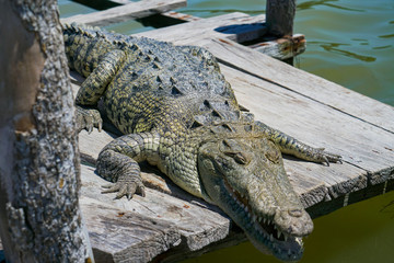 Cocodrilo en Río Lagartos