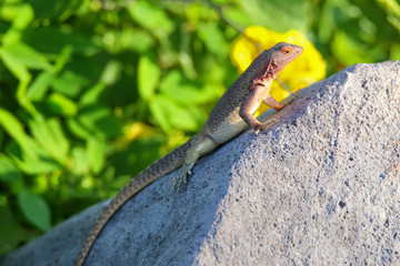 Female Hood lava lizard on Espanola Island, Galapagos National park, Ecuador