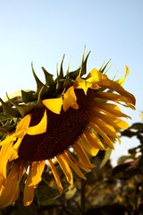 Obraz premium sunflower field on a sunny day