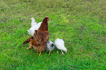 Free-range brown chicken with three chicks on an organic farm, freely grazing on a meadow. Organic farming in countryside