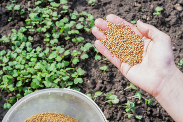 Young girl's hand full of mustard seeds preparing to sow on the ground in the vegetable garden as a...