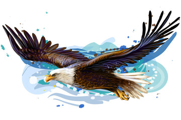 Soaring bald eagle.  Color, realistic, art portrait of a soaring bald eagle on a white background in a watercolor style. - 295150861