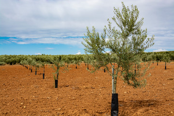 Young olive trees growing on plantations in Andalusia near Cordoba, Spain