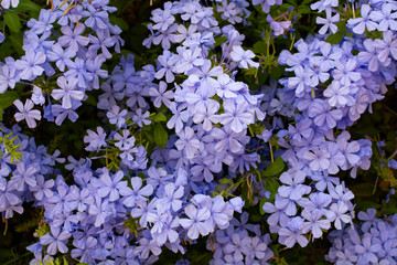 Summer blossom of blue plumbago flowers