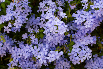 Obraz premium Summer blossom of blue plumbago flowers