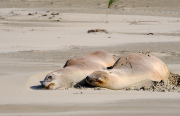 New Zealand female sea lions sleeping, Surat Bay Beach, Catlins, New Zealand