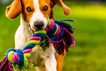 Beagle dog jumping and running with a toy towards the camera