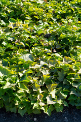Plantation of sweet potatoes plants in Andalusia, Spain