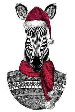 Portrait of zebra wearing Chrismtas Santa Claus hat