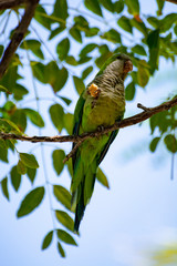Little green parrot sits on tree and eats cookies