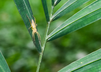 small spider long legs on green leave  in thailand