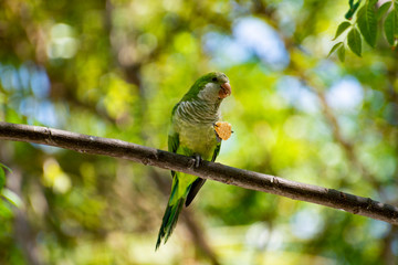 Little green parrot sits on tree and eats cookies