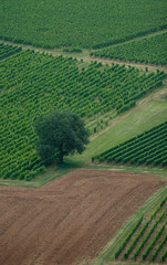 vignes en été