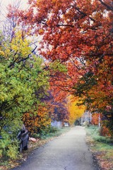 autumn in the park