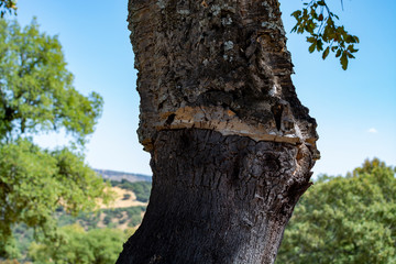 Peeled cork oak, primary source of cork for wine bottle stoppers and other uses