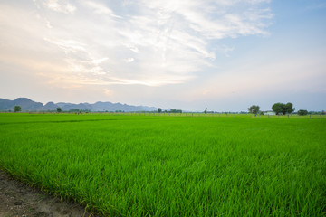 Rice paddy fields There is a view behind the mountains. Sunset time