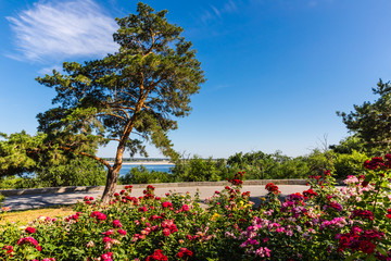Obraz premium beautiful flowers in the garden