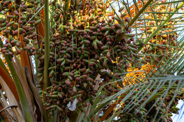 Fototapeta premium Palm tree with growing dates fruits