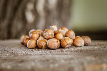 Heap of fresh ripe hazelnuts on an old tree stump. Shallow depth of field.