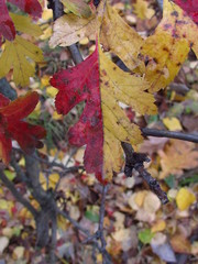 Among the mottled yellow-red carved leaves of the shrub stands out one, which is exactly in the center divided into two halves of yellow and red.