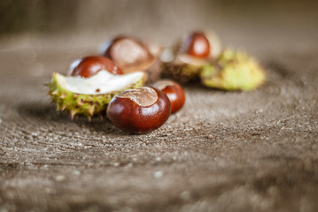 Autumn chestnut fruits in shell on an old tree stump. Shallow depth of field.