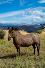 Horse on meadows in Sierra Nevada mountrains, Andalusia, Spain